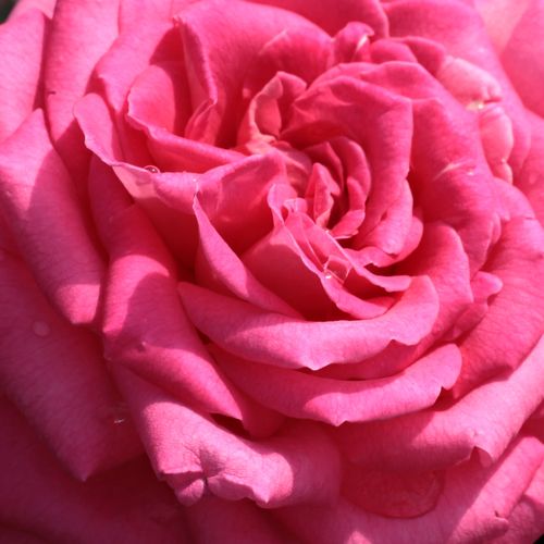 Rosen Online Gärtnerei - teehybriden-edelrosen - rosa - Rosa Isabel de Ortiz® - diskret duftend - Reimer Kordes - Schön, dekorativ, grelle Farben, große, duftende Blüten, geeignet als Schnittrose.